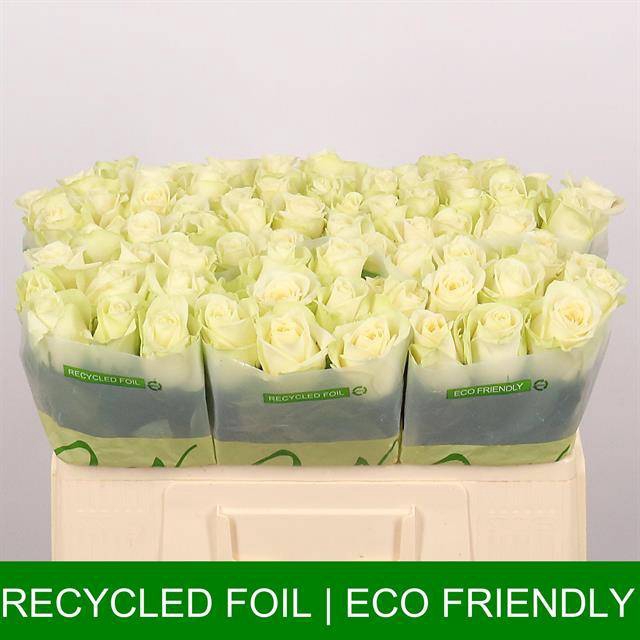 <h4>Rosa large snowstorm+</h4>