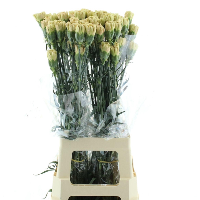 <h4>Di St Col Ambar</h4>