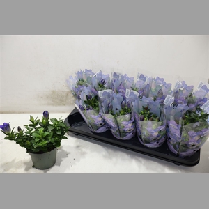 Gent R D Blue Heart