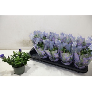 Gent R D Blue Heart