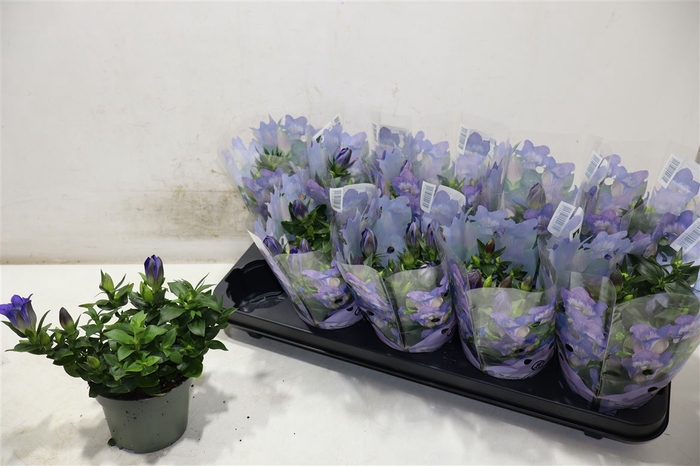 <h4>Gent R D Blue Heart</h4>