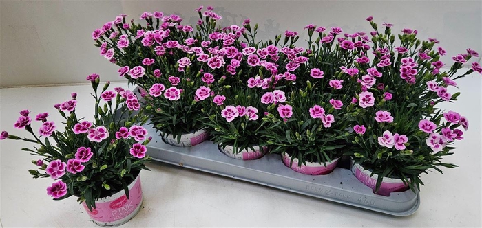 Dianthus Pink Kisses