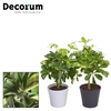 Schefflera Gold Capella op stam in Coco Black & Gray (Decorum)