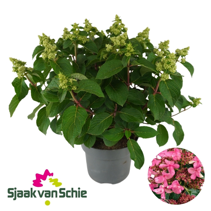 HYDR PA LIV INFINITY