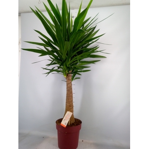 Yucca elephantipes   ...