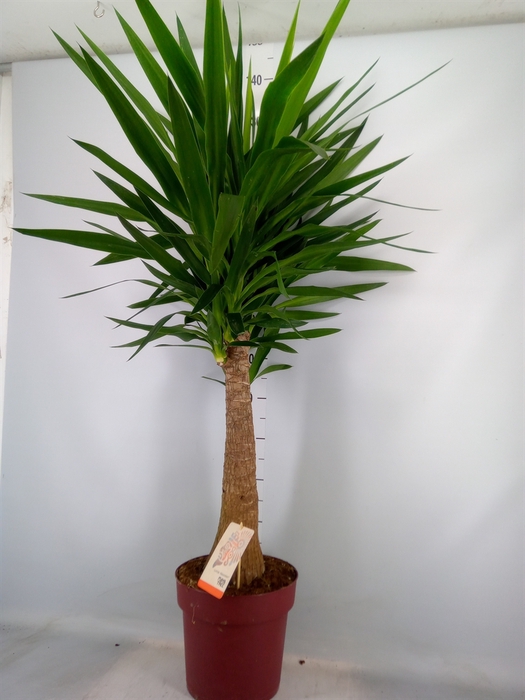 <h4>Yucca elephantipes   ...</h4>