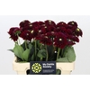 Dahlia Black Fox