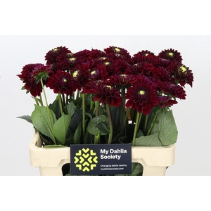 Dahlia Black Fox