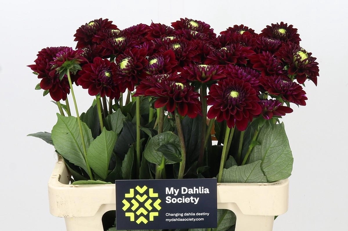 <h4>Dahlia Black Fox</h4>