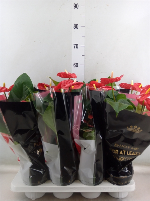 <h4>Anthurium andr. 'Madural'</h4>