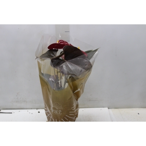 ANTHURIUM DELICATA P17