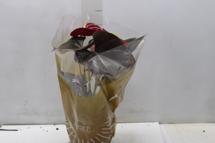 <h4>ANTHURIUM DELICATA P17</h4>