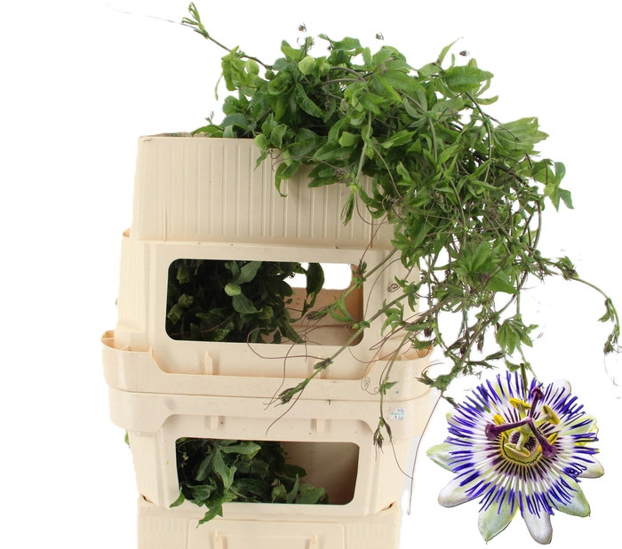 <h4>PASSIEFLORA CAERULEA RANKEN</h4>