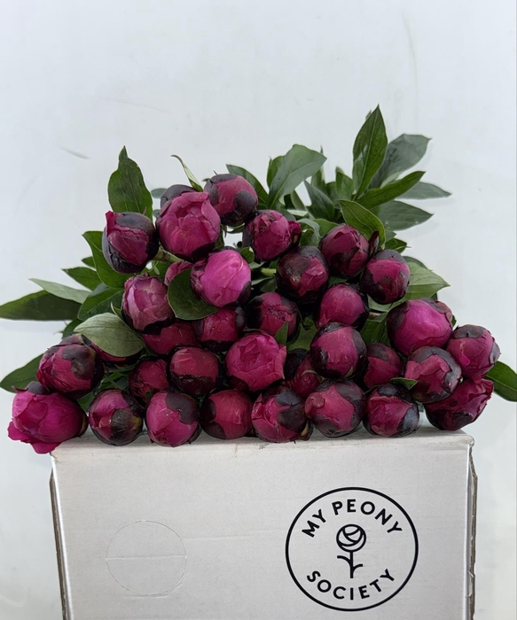 <h4>Paeonia Kansas</h4>