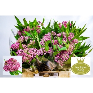 Asclepias Soulmate