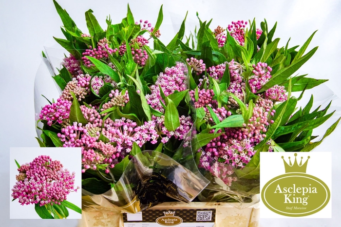 <h4>Asclepias Soulmate</h4>