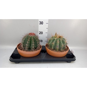 Cactus   ...