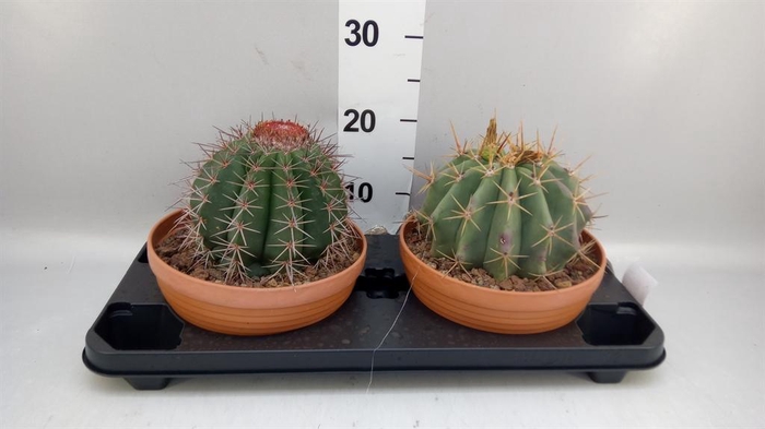 <h4>Cactus   ...</h4>