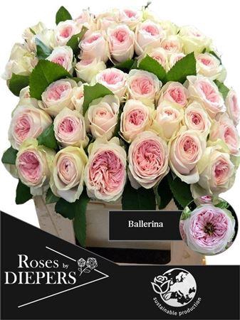 <h4>R TR BALLERINA SUMMERHOUSE</h4>