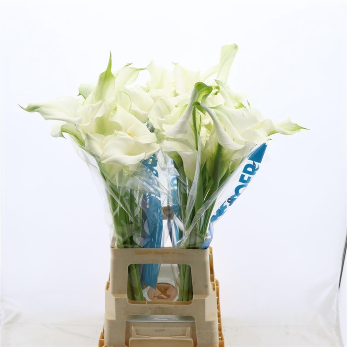 <h4>Calla White Mambo | Dubbelbloemig</h4>