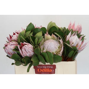 Protea Cynaroides