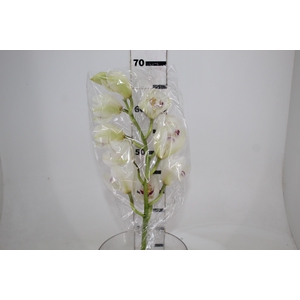 CYMBIDIUM HT 10/14 FLS BRANCO