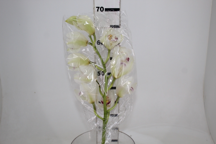 <h4>CYMBIDIUM HT 10/14 FLS BRANCO</h4>