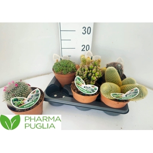 Cactus gemengd