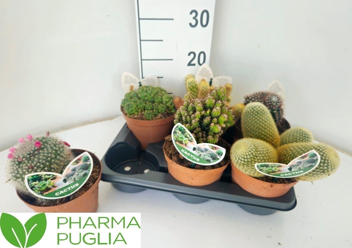 <h4>Cactus gemengd</h4>