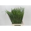 Panicum Fountain