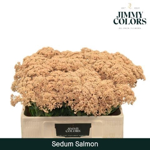 Sedum L55 Salmon