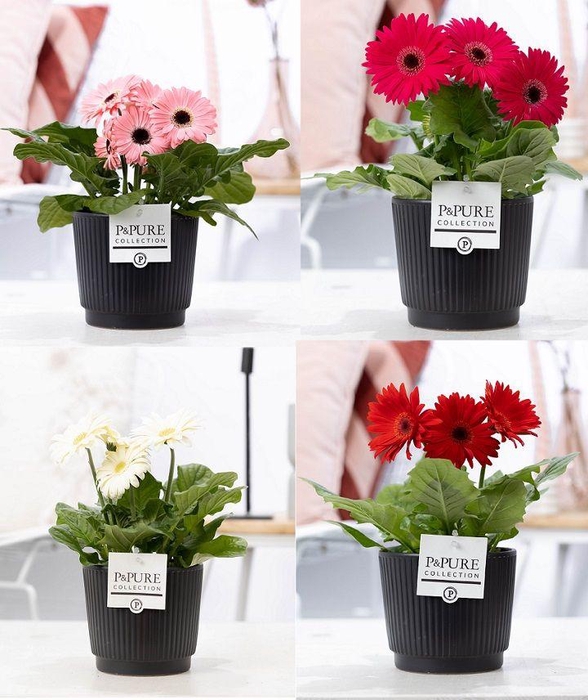 <h4>Gerbera gemengd 2+ in Pure Liv mat zwart keramiek</h4>
