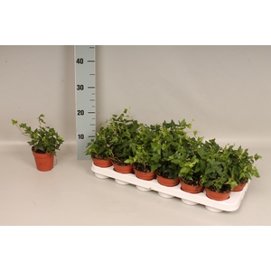 Hedera helix groenbladig