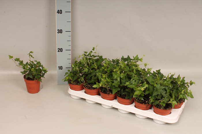 <h4>Hedera helix groenbladig</h4>