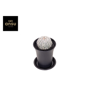 CACTUS OV