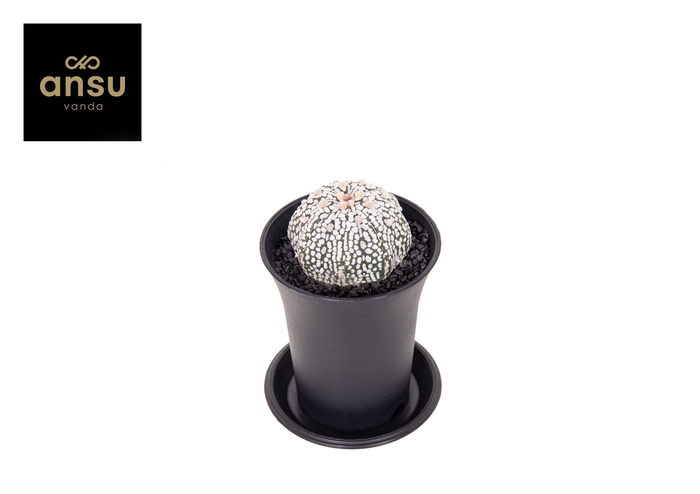 <h4>CACTUS OV</h4>