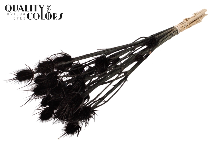 <h4>Cardi Distel Bleached 10pc/bunch 55cm Black</h4>