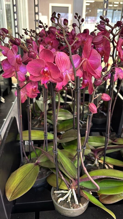 <h4>Phalaenopsis   ...</h4>