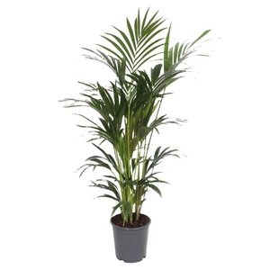 Howea forsteriana 6 per pot