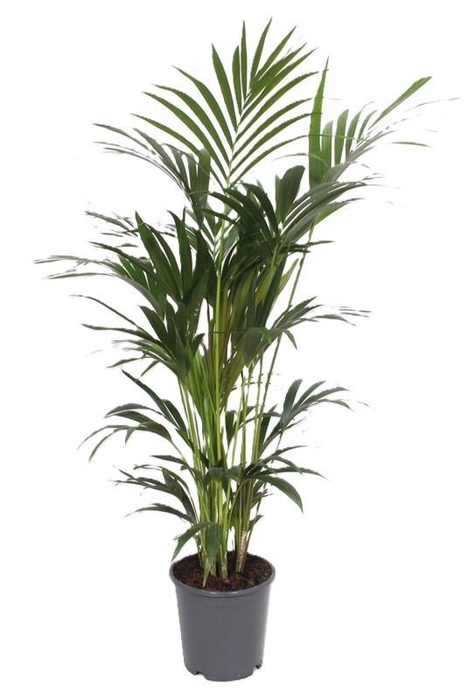 <h4>Howea forsteriana 6 per pot</h4>
