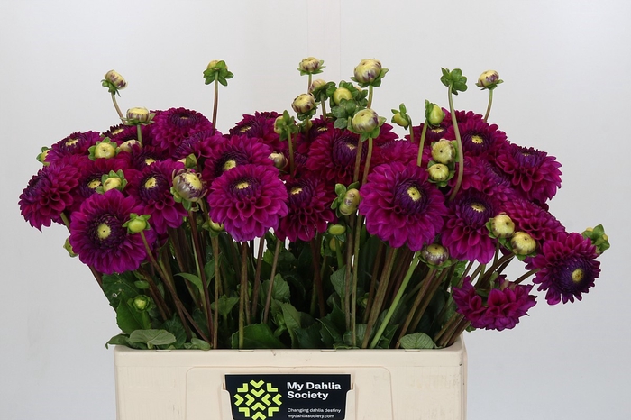 <h4>Dahlia Cryfield Harmony</h4>