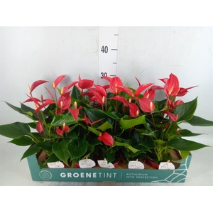 Anthurium  'Banderola Roja'