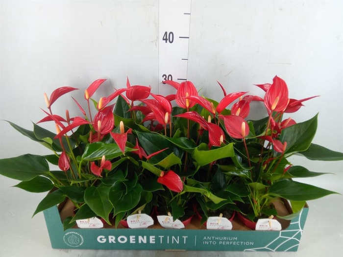 <h4>Anthurium  'Banderola Roja'</h4>