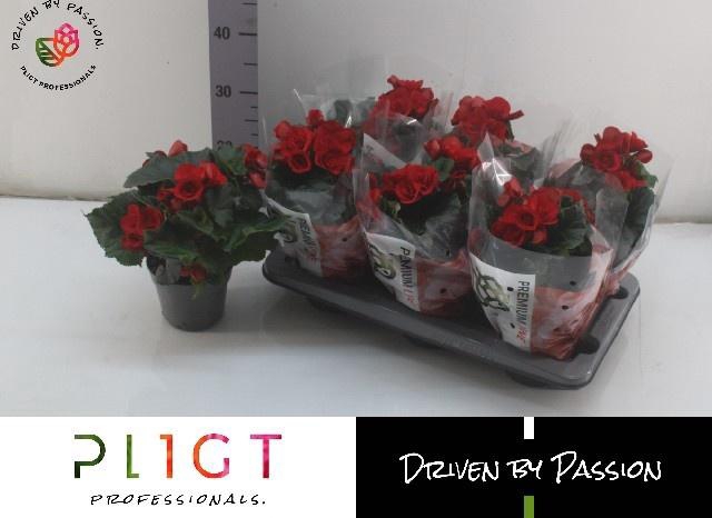 <h4>BEG DU BALADIN</h4>