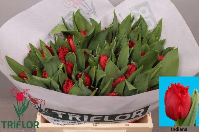 <h4>TU FR INDIANA</h4>