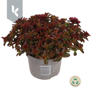 Sedum Spot on Deep Rose