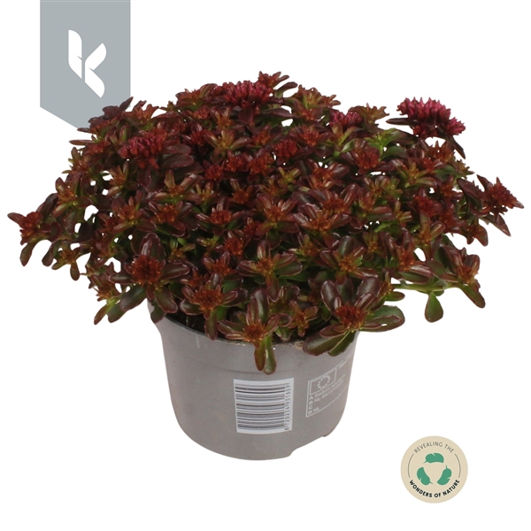 <h4>Sedum Spot on Deep Rose</h4>