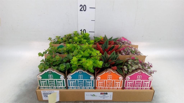 <h4>Planten  ..in schaal L%</h4>