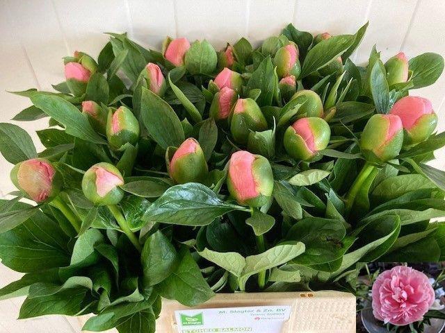 <h4>PAEO ETCHED SALMON</h4>