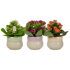 KALANCHOE BLOSSF P6  SOOTHING CURVE